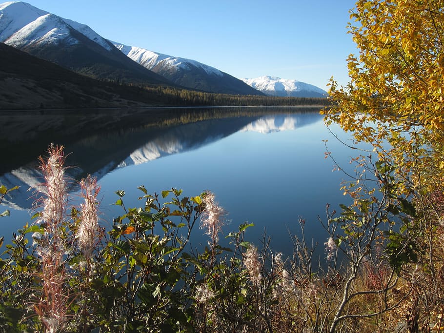 Alaska, Reflection, Mountain, Lake, fireweed, autumn, tree HD wallpaper