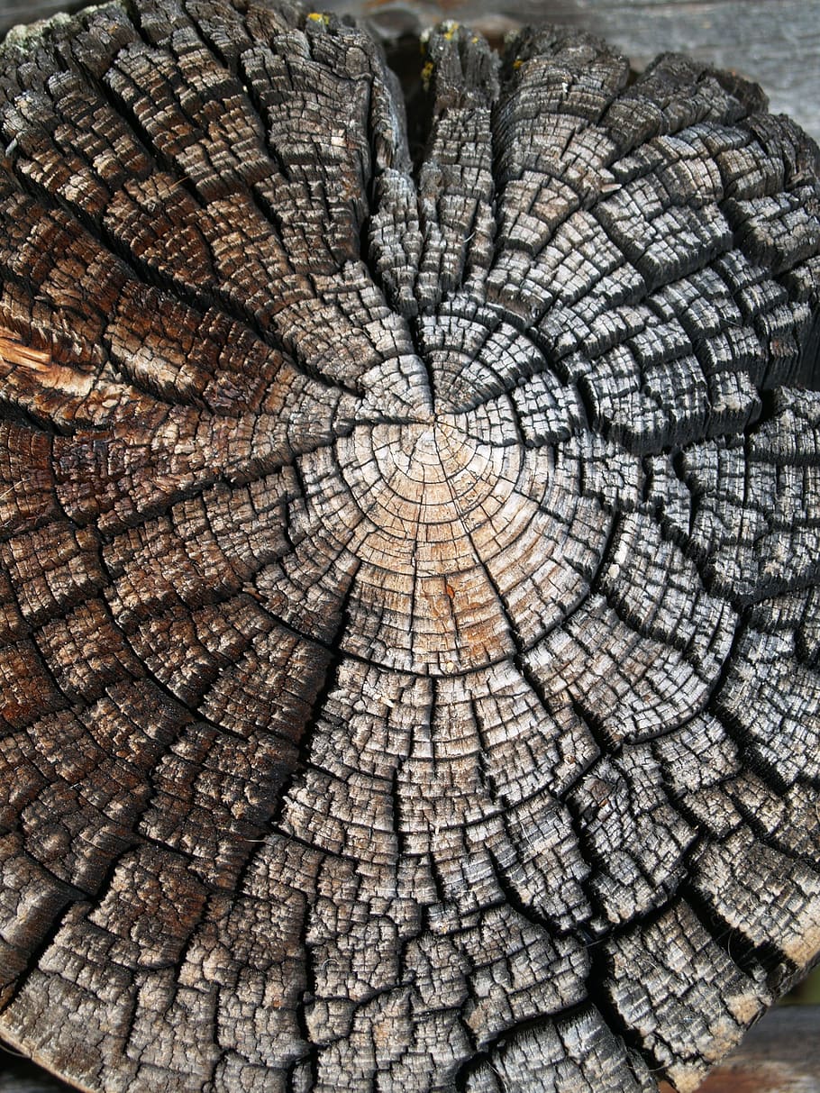 wood, nature, texture, tree, old, saw cut, weathering, grey HD wallpaper