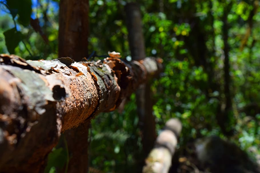 wood, nature, macro, tree, texture, bark, trees, forest, old wood HD wallpaper