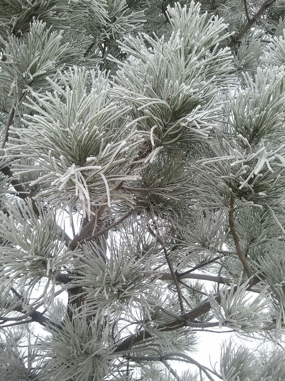 pine, snow, winter, tree, nature, growth, plant, no people HD wallpaper