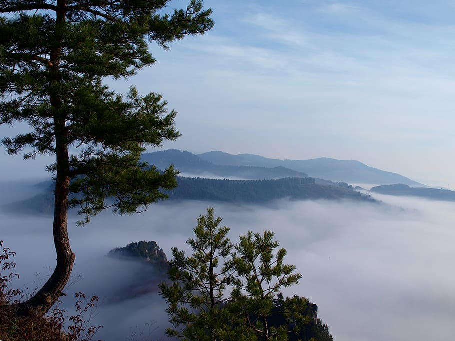 fog, pine, slovakia, nature, mountain, lake, scenics, landscape HD wallpaper