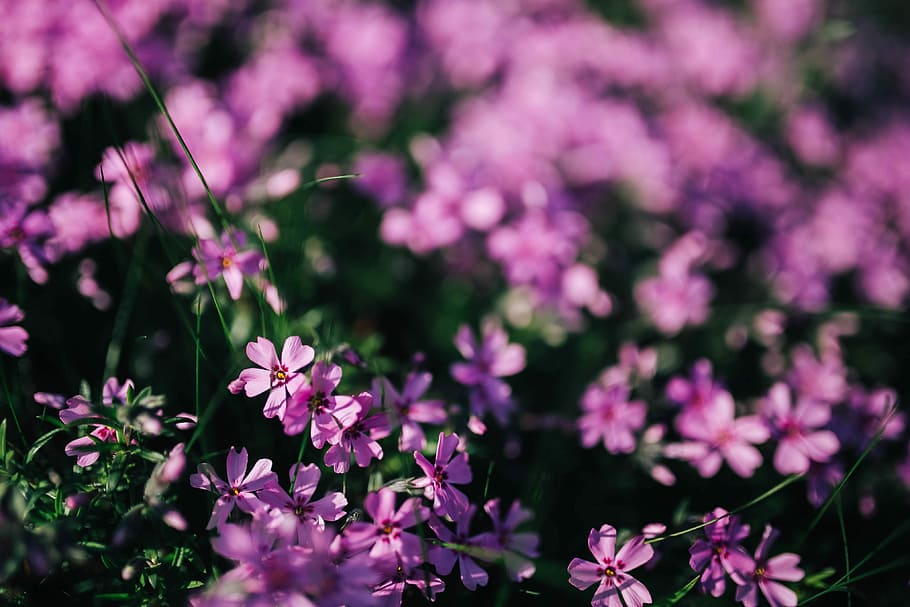 Pink flowers blooming in spring, closeup, garden, flora, background