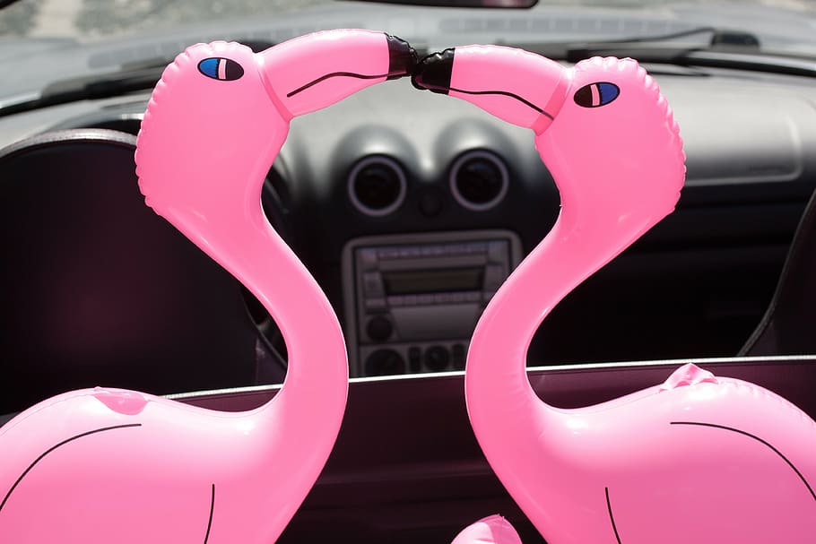 two pink inflatable flamingo kissing inside vehicle, beaks, romantic, HD wallpaper