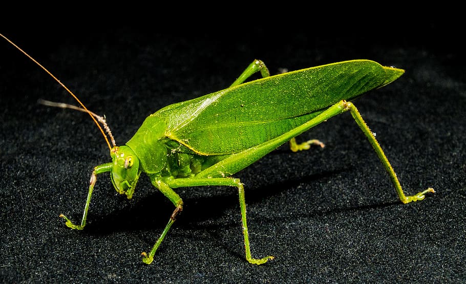 Grasshopper, Insect, Close, green, animal wildlife, one animal HD wallpaper