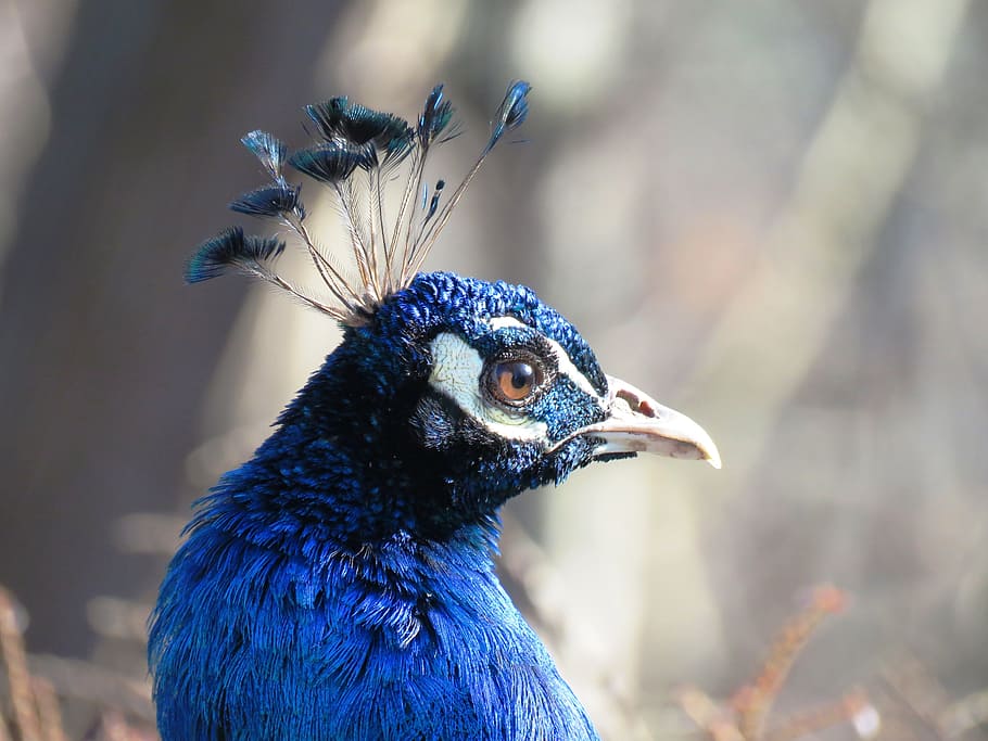 macro shot photography of blue and black bird, peacock, portrait HD wallpaper