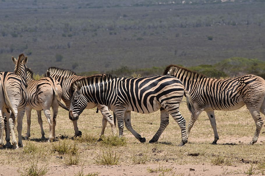herd of zebra during daytime, grass, field, stripes, animal HD wallpaper