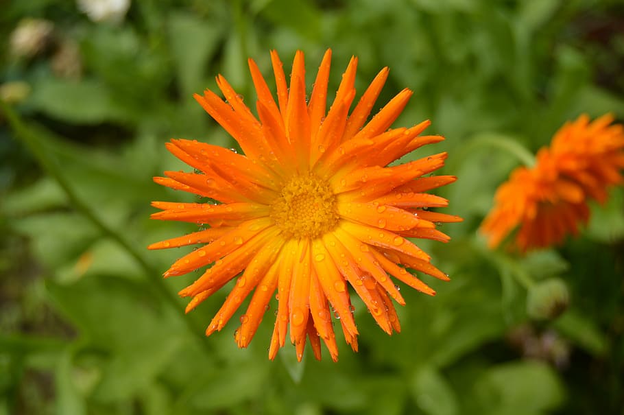 flower, drops, rain, rain drops, water, drops of water, plant HD wallpaper