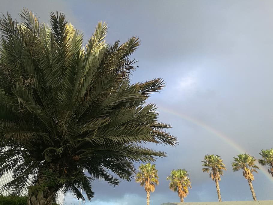 Tree, palm tree under the rainbow, sky, cloud, beach, from underneath, HD wallpaper