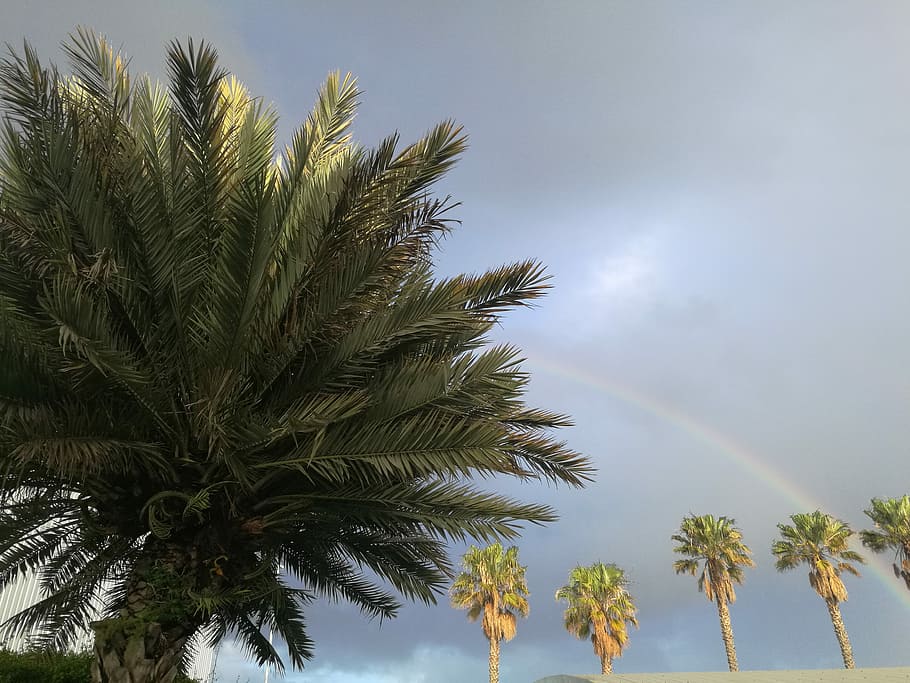 Tree, palm tree under the rainbow, sky, cloud, beach, from underneath HD wallpaper