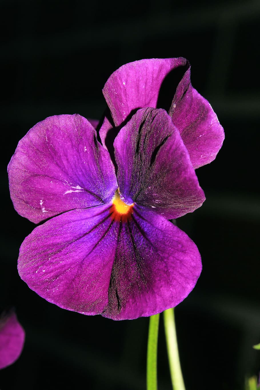 Pansy, Flower, Blossom, Bloom, Purple, violaceae, ranunculaceae HD wallpaper