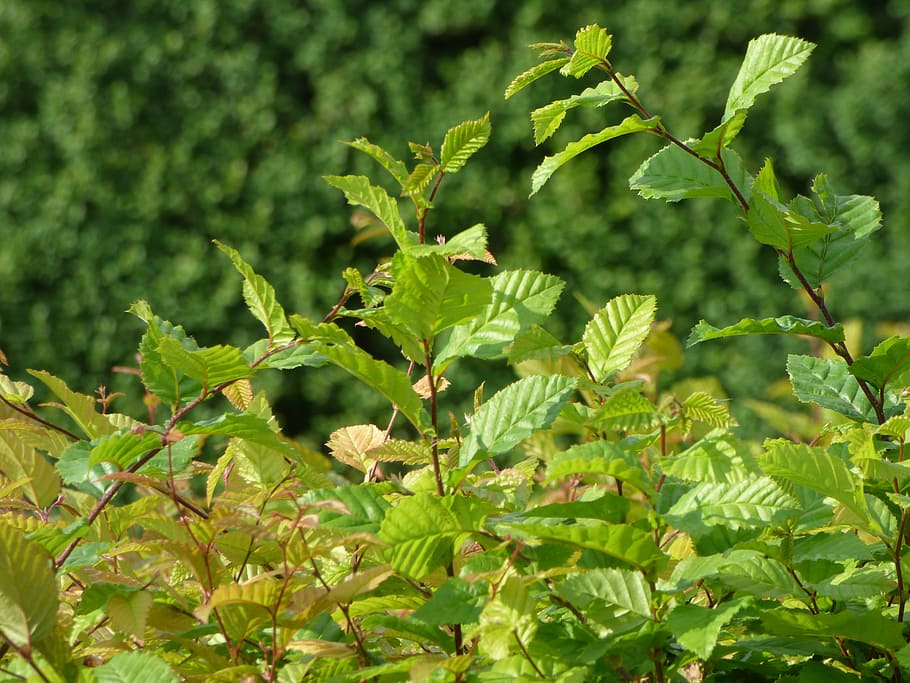 green, foliage, leaf, garden, nature, plant, the background HD wallpaper