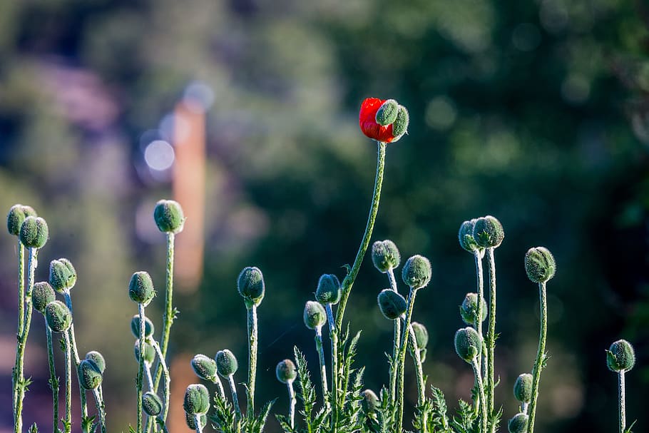 focus photography of green and red petaled flower, red flower buds HD wallpaper