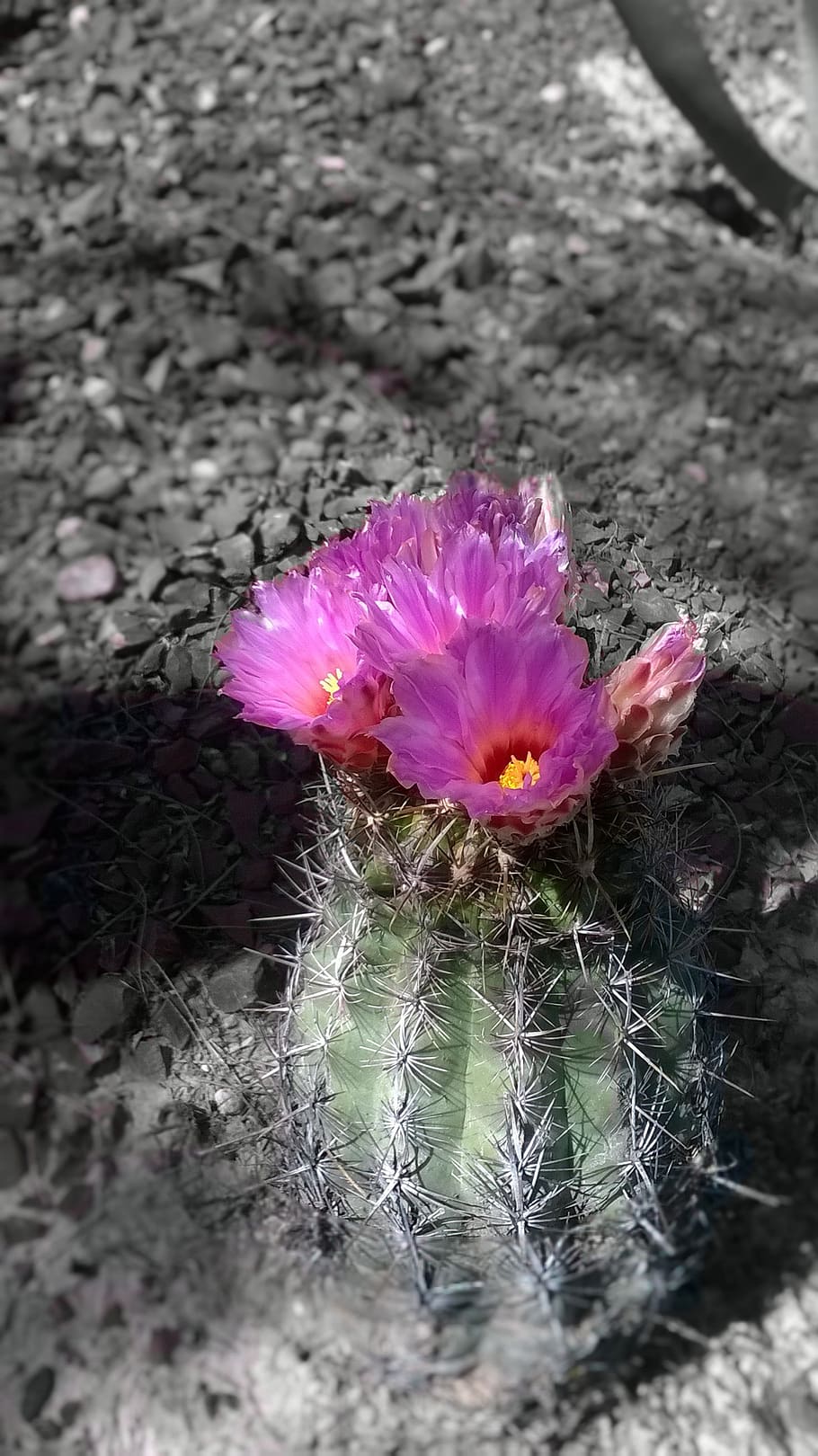 desert, flowering, cactus, flowering plant, fragility, beauty in nature HD wallpaper
