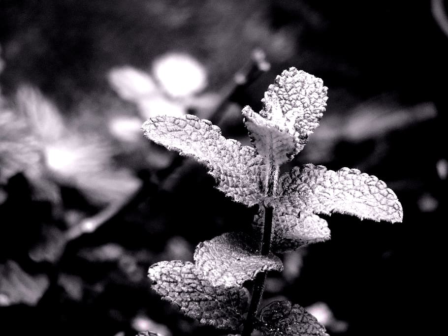 vegetation, background, environment, vintage, plant, black HD wallpaper