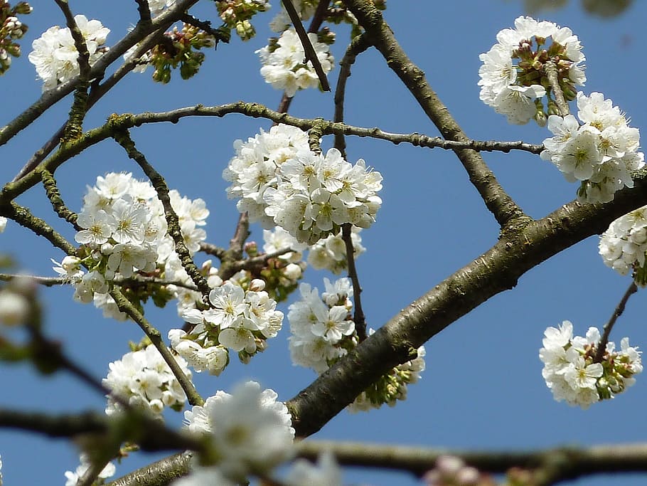 cherry blossoms, spring, bloom, garden, nature, plant, flower HD wallpaper