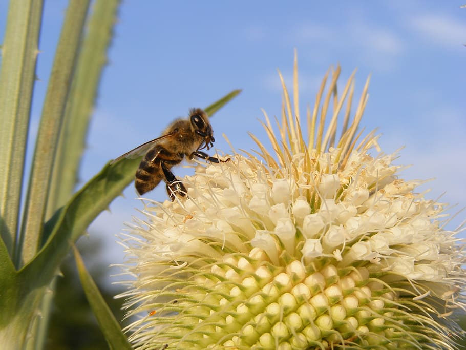 bee, close-up, cutleaf, dipsacus, honey, laciniatus, spiny HD wallpaper