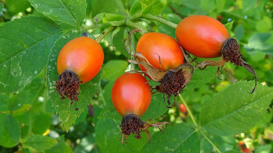 rose hip, fruit, nature, food and drink, healthy eating, plant part HD wallpaper