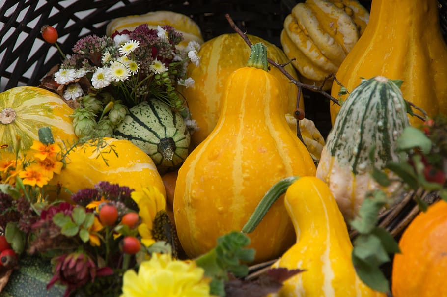 pumpkin, autumn, deco, halloween, harvest, pumpkins, harvest festival HD wallpaper