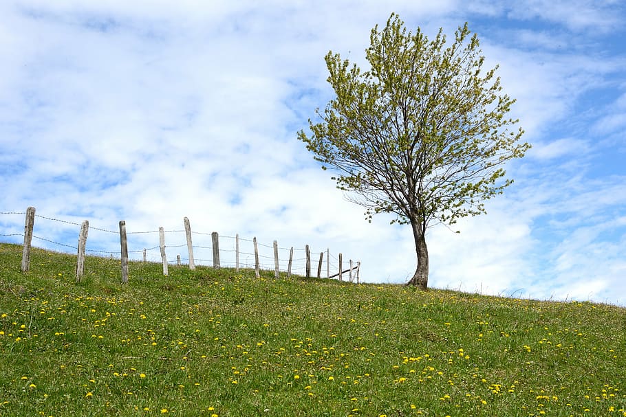 green leafed tree under cloudy sky, meadow, pasture, fence HD wallpaper