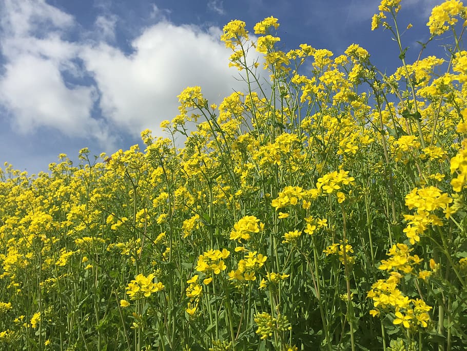 flax, yellow, nature, oilseed Rape, agriculture, canola, flower HD wallpaper