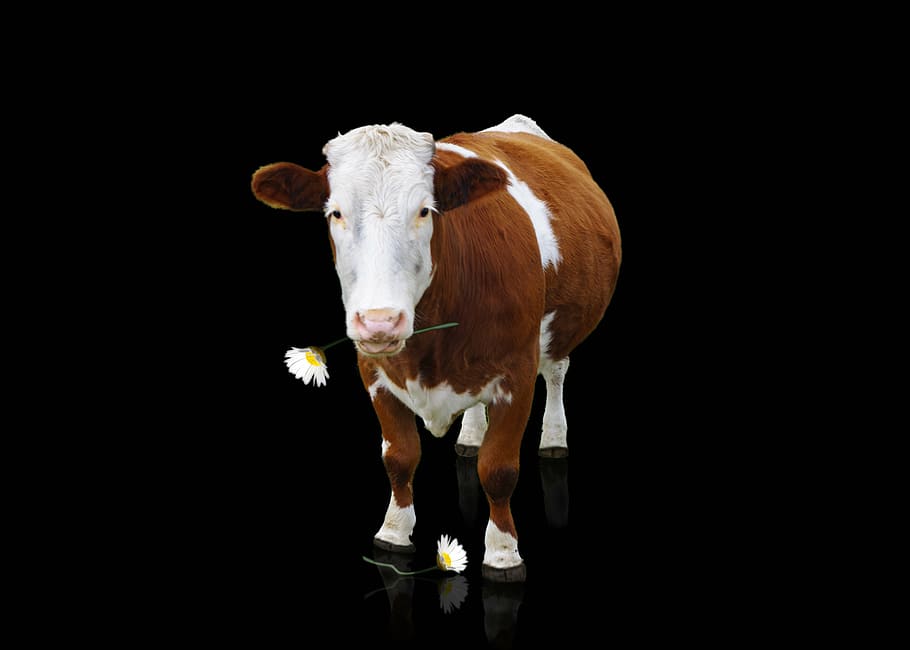 brown and white cow with dark background, beef, animal, milk cow