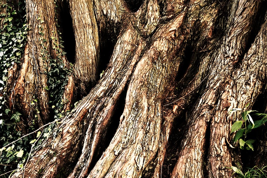 mystical, tree, forest, nature, mood, atmospheric, trunk, tree trunk HD wallpaper