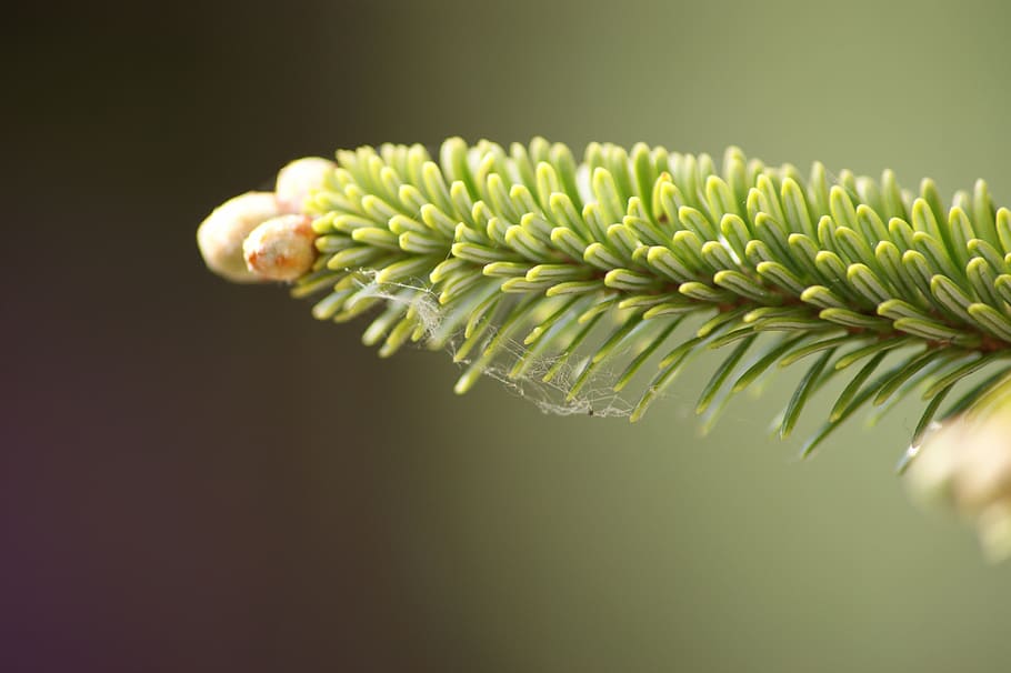 pine, green, evergreen, tree, branch, nature, fir, forest, green color HD wallpaper
