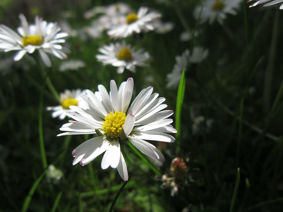 daisy, blossom, bloom, close, spring, white, sun, sunshine HD wallpaper