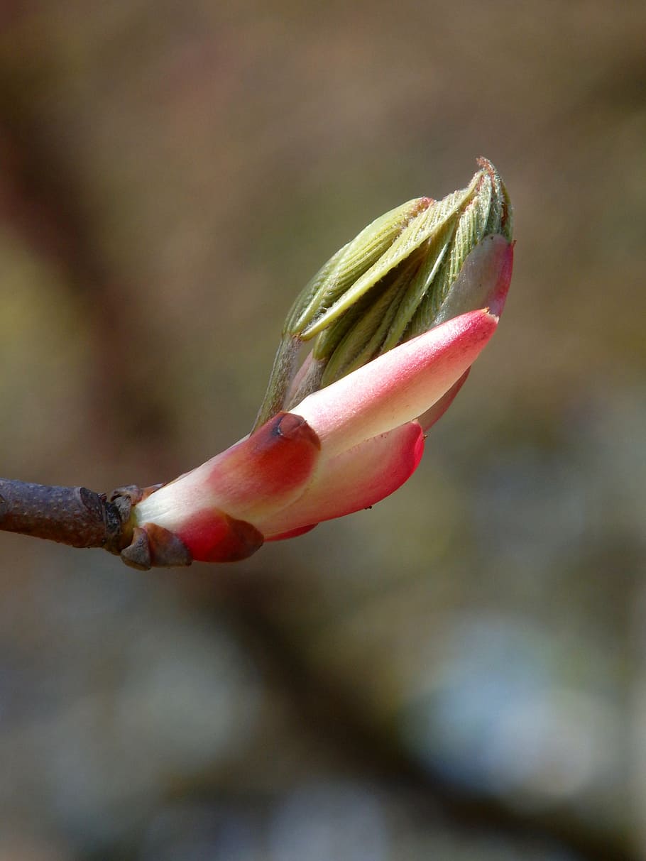 spring, time, wake up, plant, flower, growth, close-up, flowering plant HD wallpaper