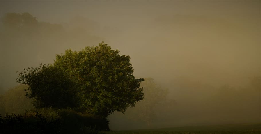 fog, nature, dawn, tree, sunset, plant, beauty in nature, tranquility HD wallpaper
