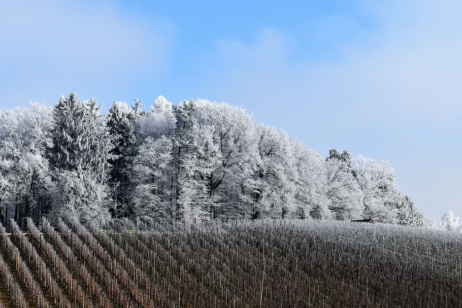 Snow, Forest, Landscape, Winter, snow landscape, white, trees HD wallpaper