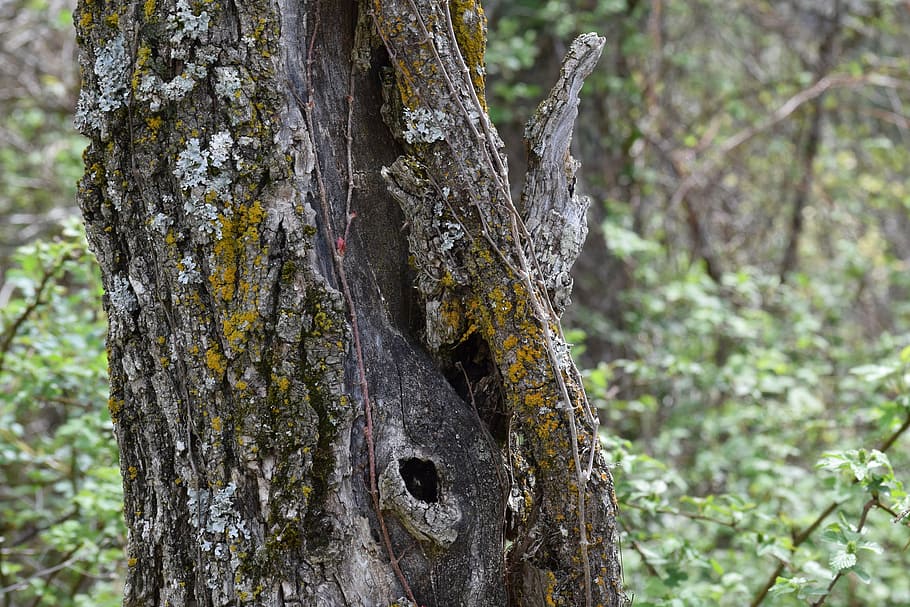 tree, age, knot, bark, old, nature, plant, wood, wooden, texture HD wallpaper