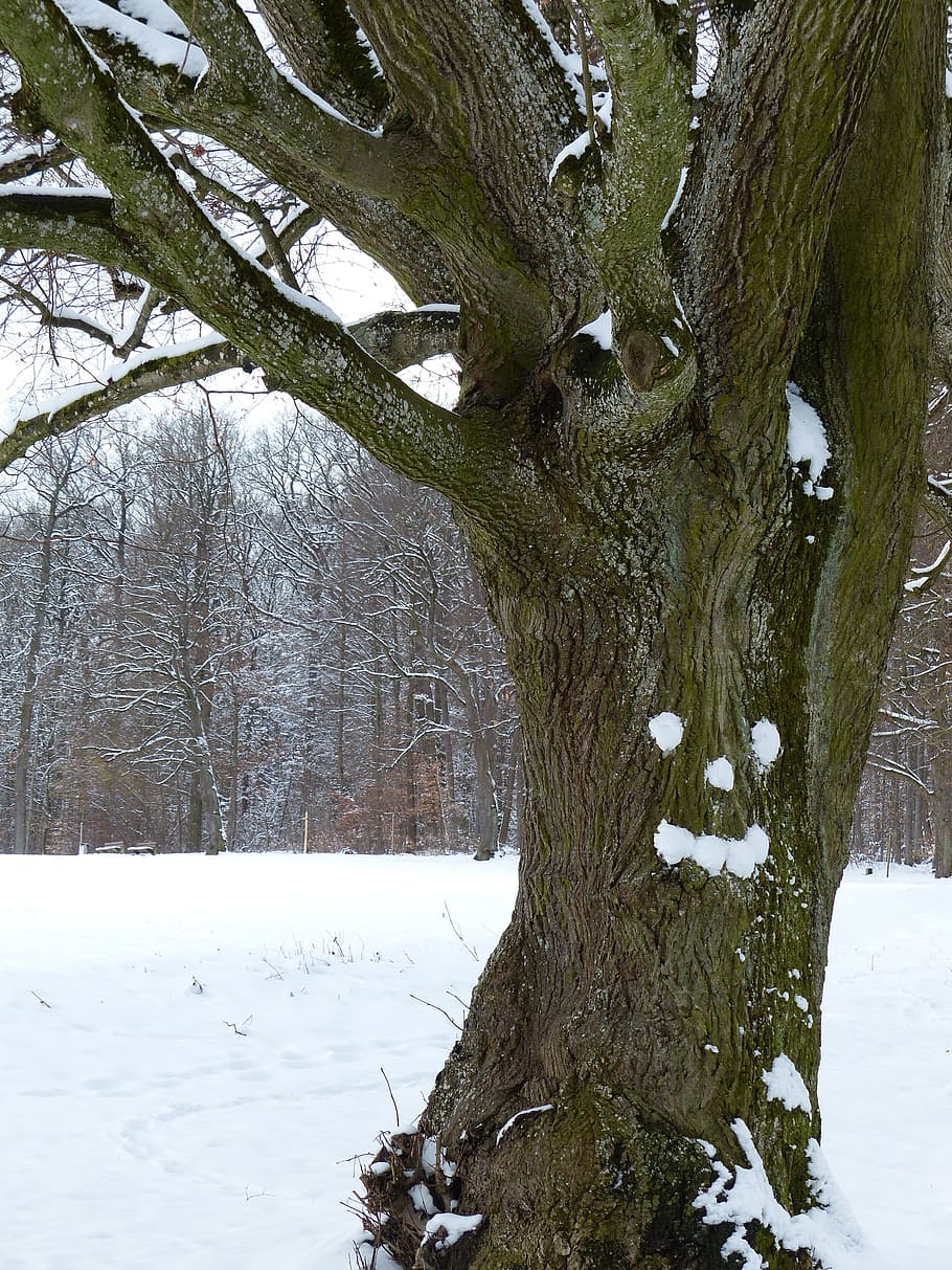 Tree, Old, Linde, Face, gnarled, forest spirit, snow, snow face