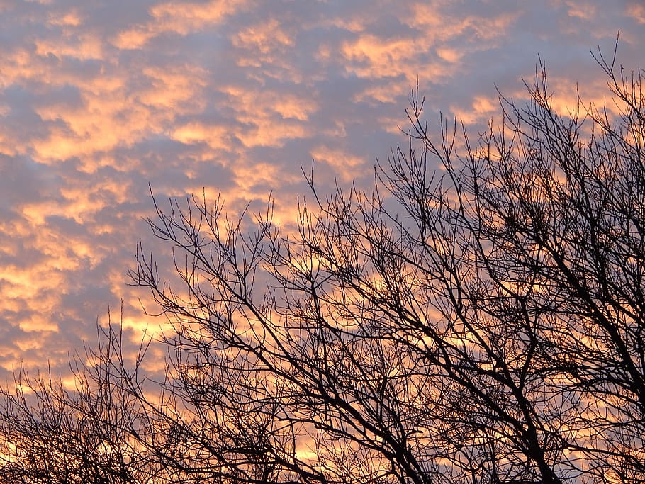 Daybreak, Trees, Winter, Sun, Branches, winter sun, silhouette HD wallpaper