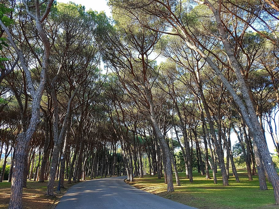 pine, pinus pinea, pine forest, pine grove, park, montecatini, HD wallpaper
