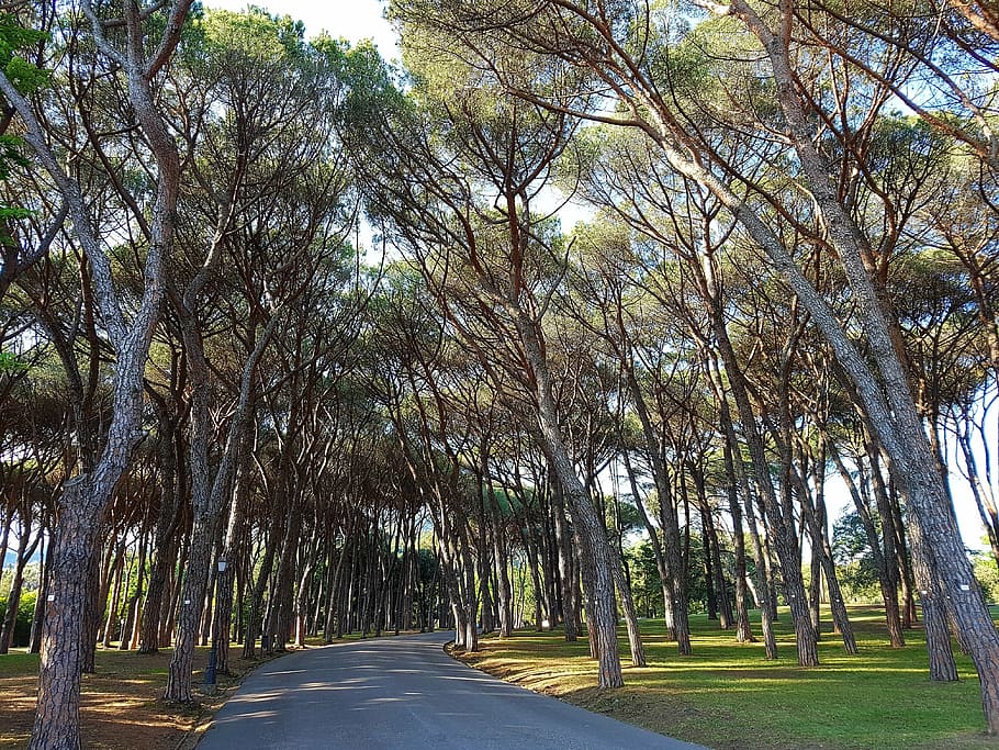 pine, pinus pinea, pine forest, pine grove, park, montecatini HD wallpaper