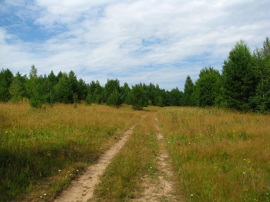 summer, forest, glade, blue sky, sun, nature, grass, fringe HD wallpaper
