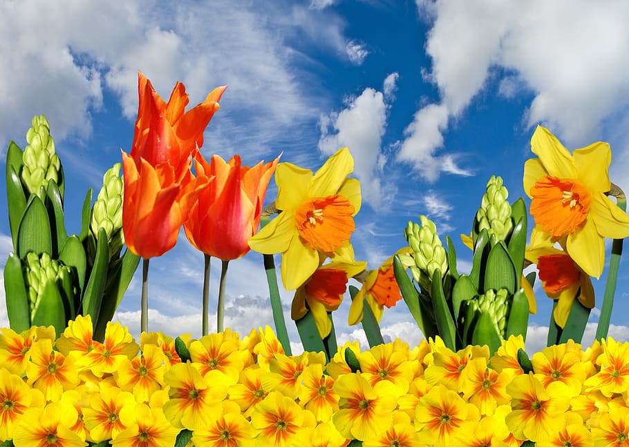 Spring, Easter, Daffodils, Tulips, primroses, blossom, bloom, HD wallpaper