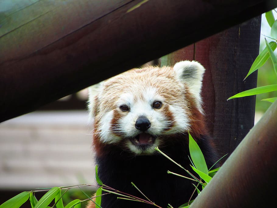 red, panda, red panda, eating, sitting, animal, wildlife, hungry HD wallpaper