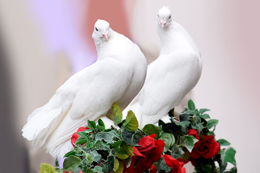 white pigeons, dove, wedding, marriage, love, nature, bird, flower, HD wallpaper