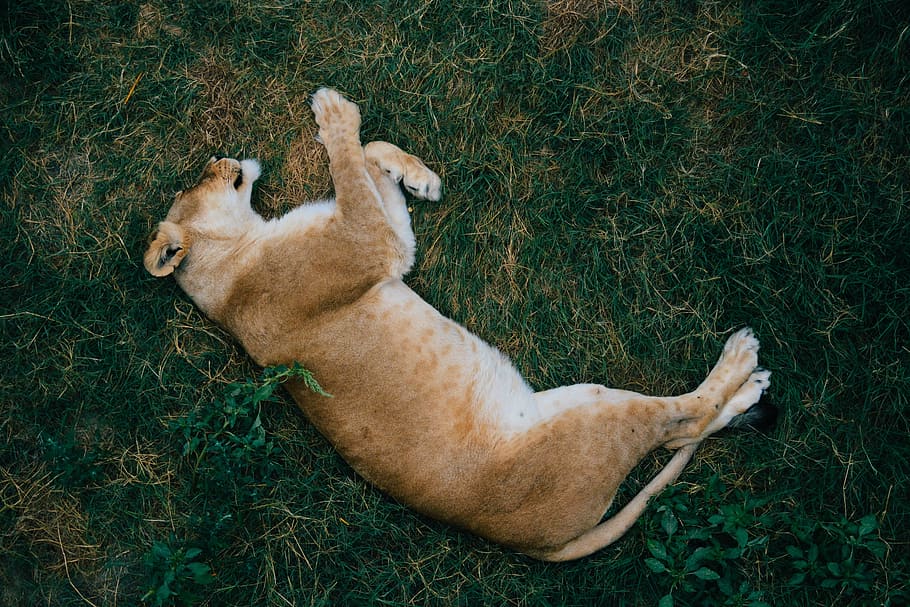 brown lion on grass, sleeping, lying, animal, wild, safari HD wallpaper