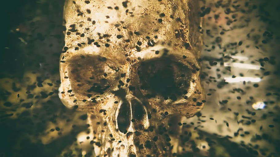 human skull, death, black, scary, halloween, metal, bone, decay HD wallpaper