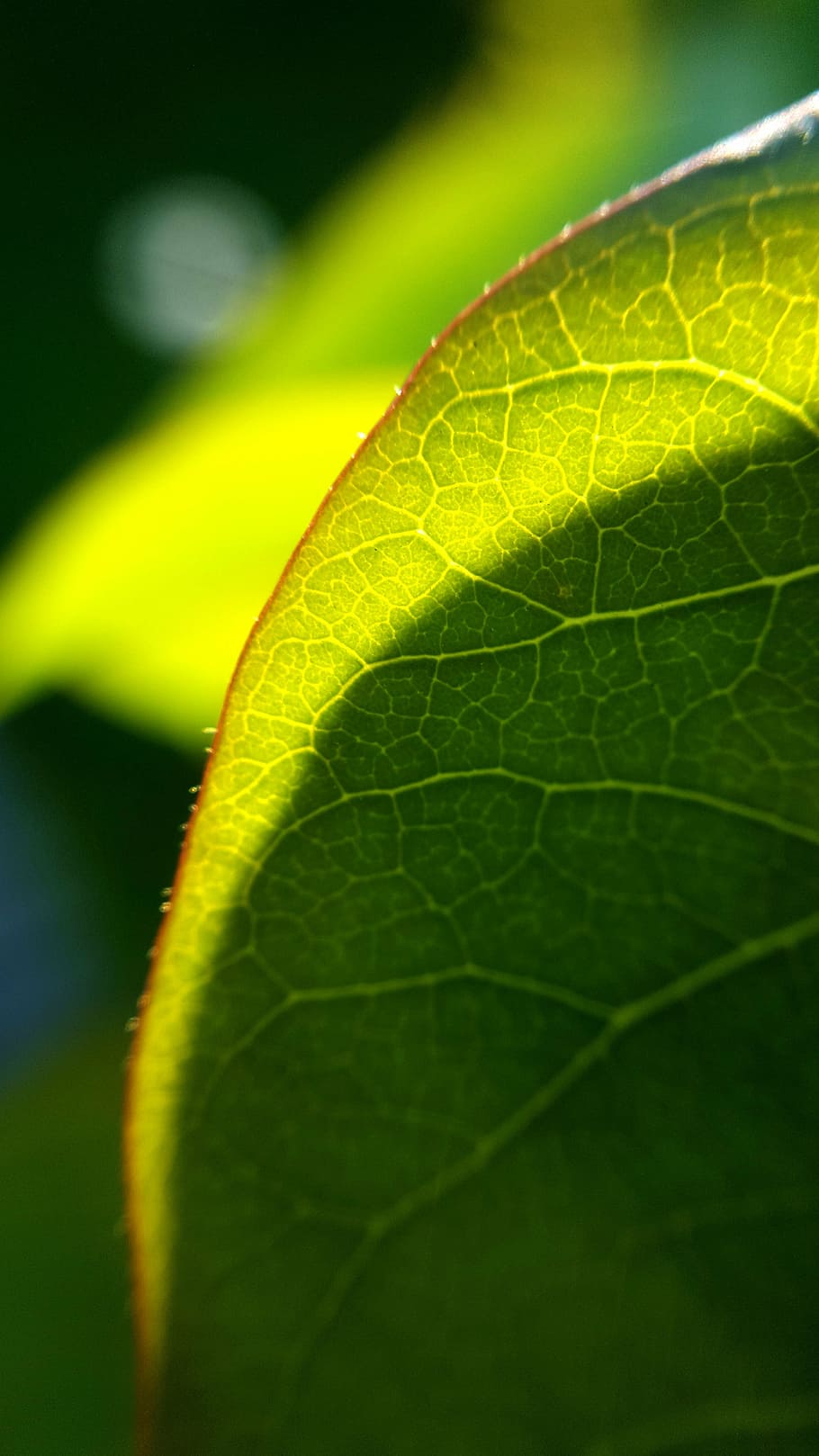 garden, green, green leaf, nature, plant, plant part, close-up HD wallpaper