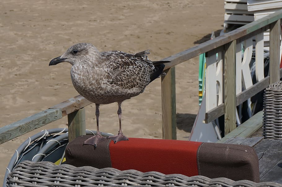 bird, seagull, seabird, beach, animal, animal themes, vertebrate HD wallpaper