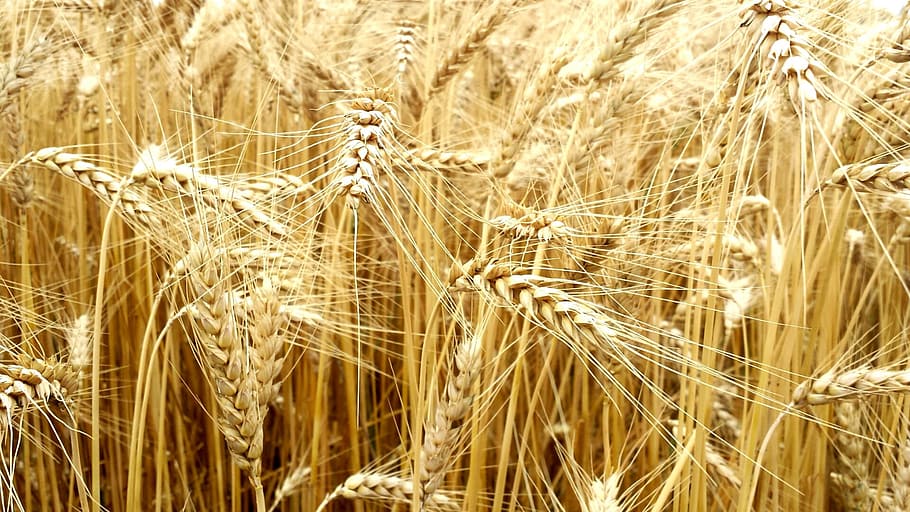 rice grain, cereals, full value, wheat, field, plant, ear, harvest HD wallpaper