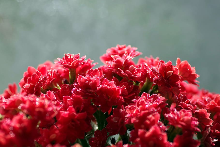 rubella, flower, red, macro, tiny, rosette, drops, water, rosa HD wallpaper