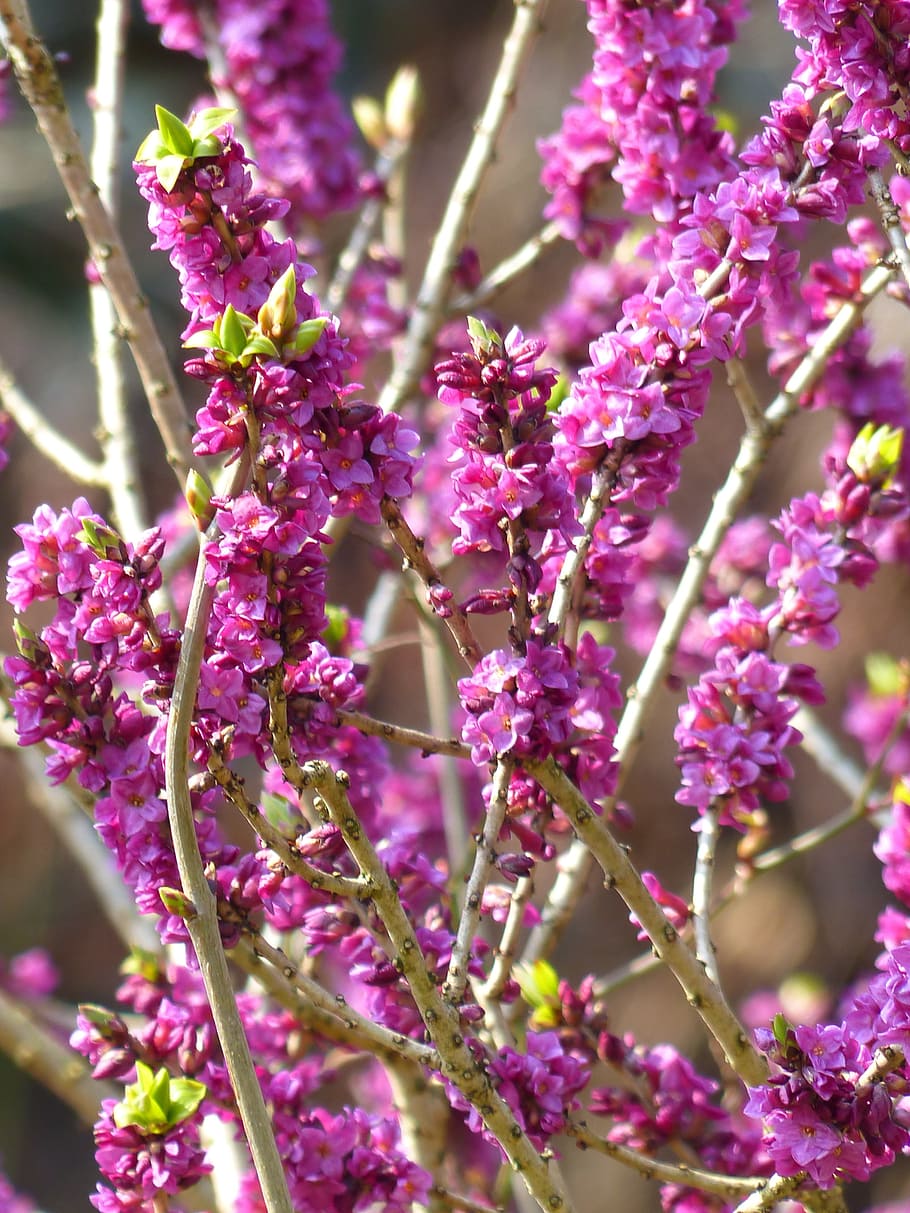 Daphne, Smell, Bloom, Violet, Purple, branch, plant, blossom HD wallpaper