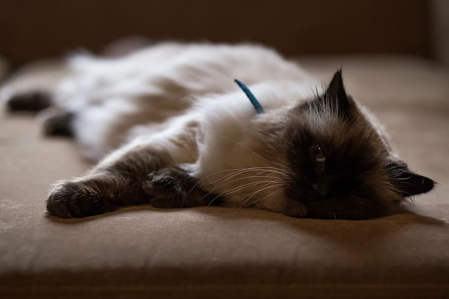 Siamese cat lying couch, brown, white, fur, fabric, padded HD wallpaper