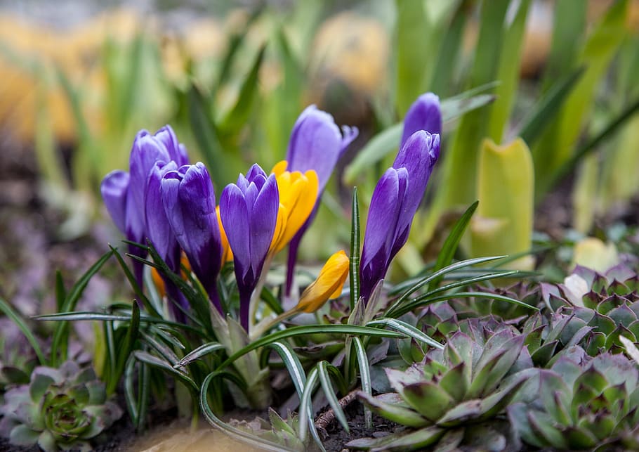 flowers, crocuses, spring, greens, purple, blue, yellow, nature HD wallpaper