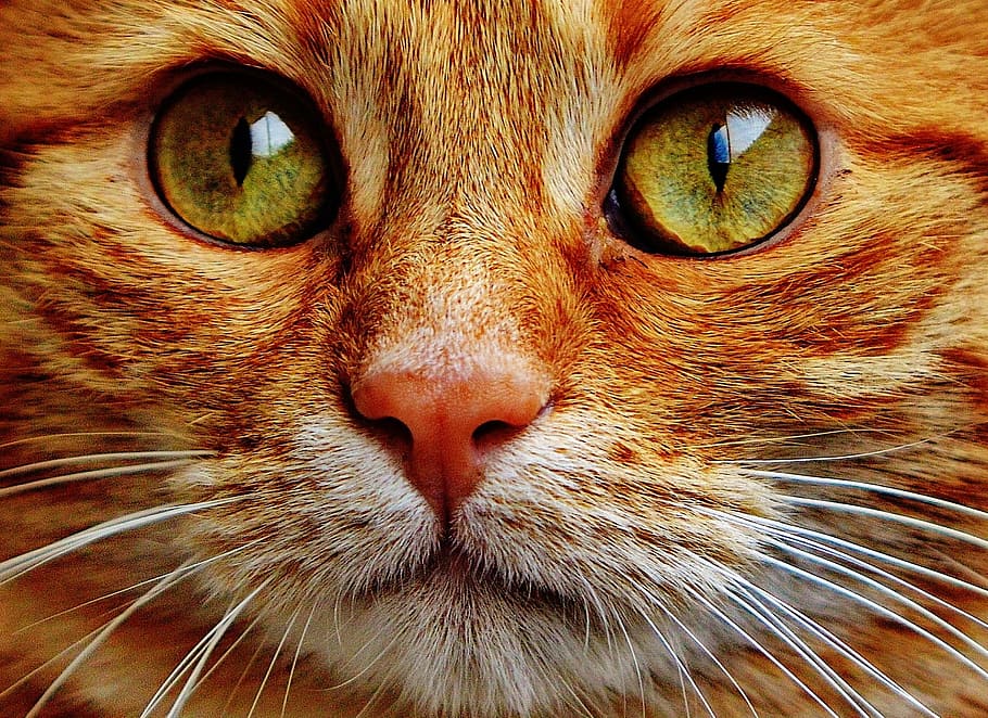 close up photography of orange Tabby cat, red, cute, mackerel HD wallpaper